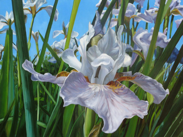 Iris Captured Spirit